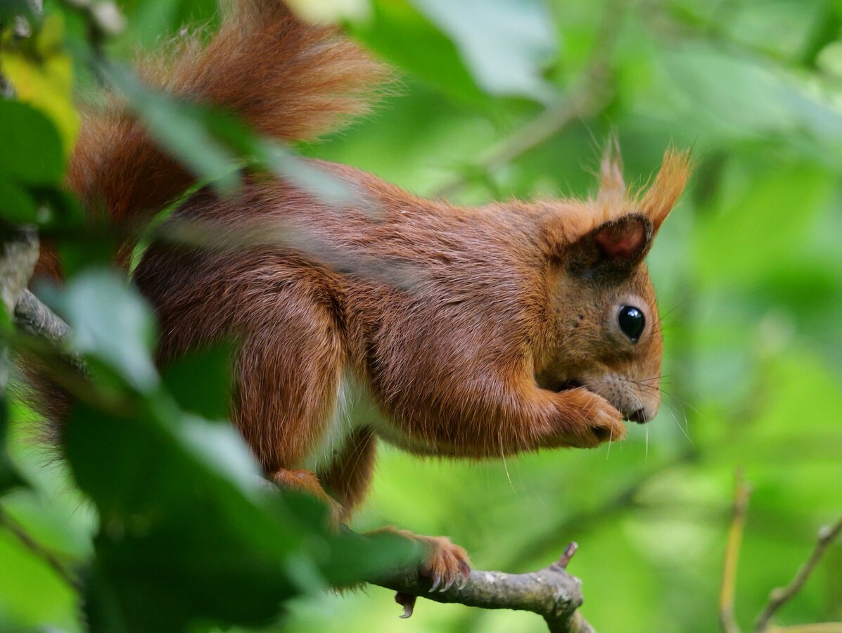 Up for a nut
